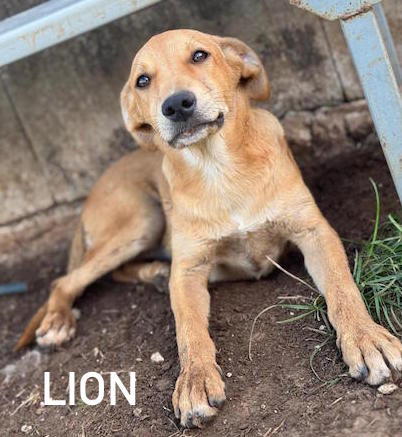 Lion