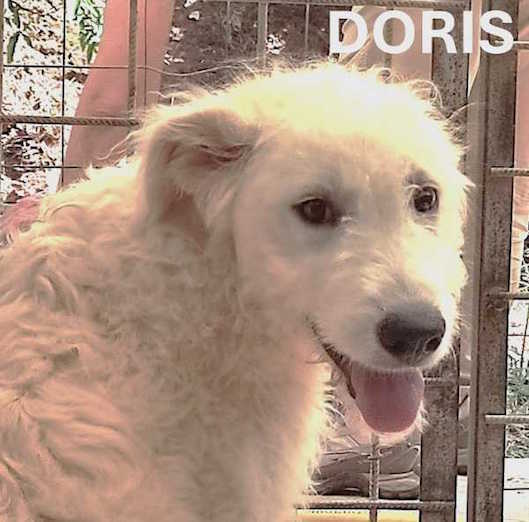DORIS