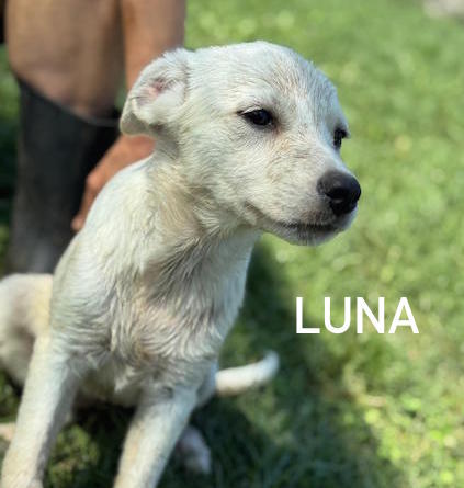 Luna