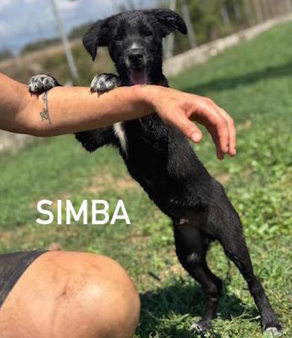 Simba