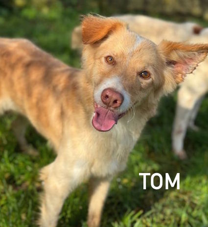 Tom